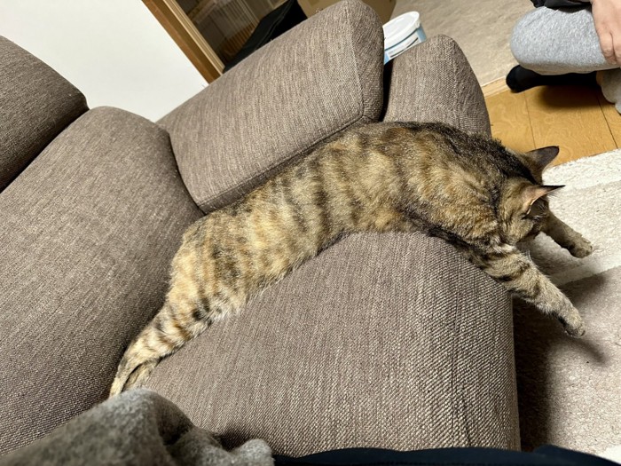 上半身をソファから降ろしてくつろぐ猫