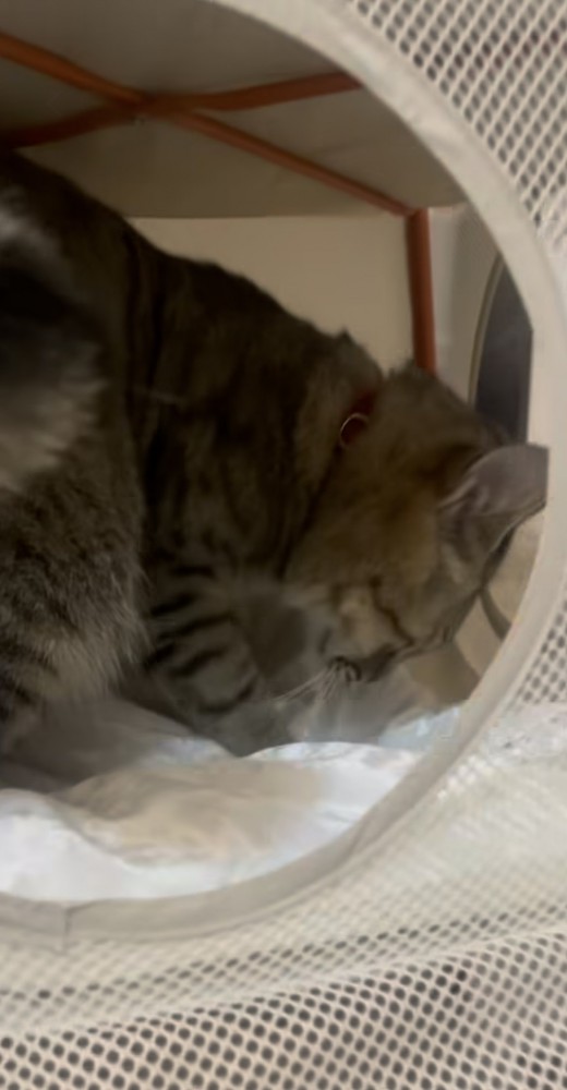 キャットハウスに穴を掘る保護猫