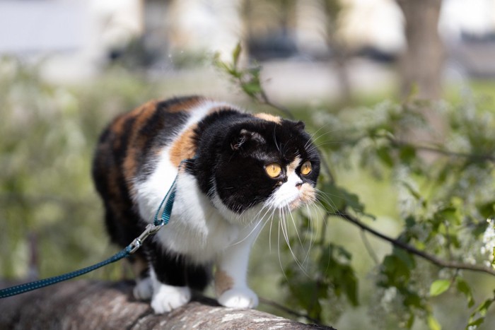 白入りのサビ猫