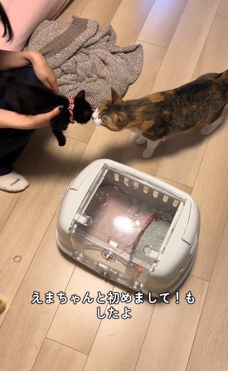 先住猫と対面する黒猫