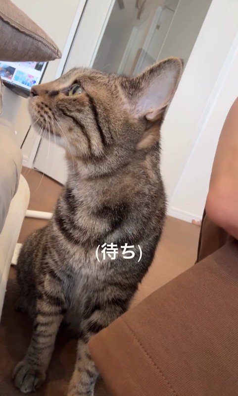 人の横に座っている猫