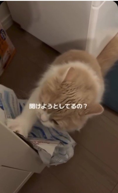 餌の袋をひっかいている猫