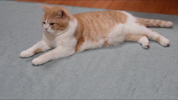 床に寝転がるスコティッシュフォールド