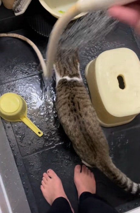 シャワーの水が頭にあたっても気にしない猫