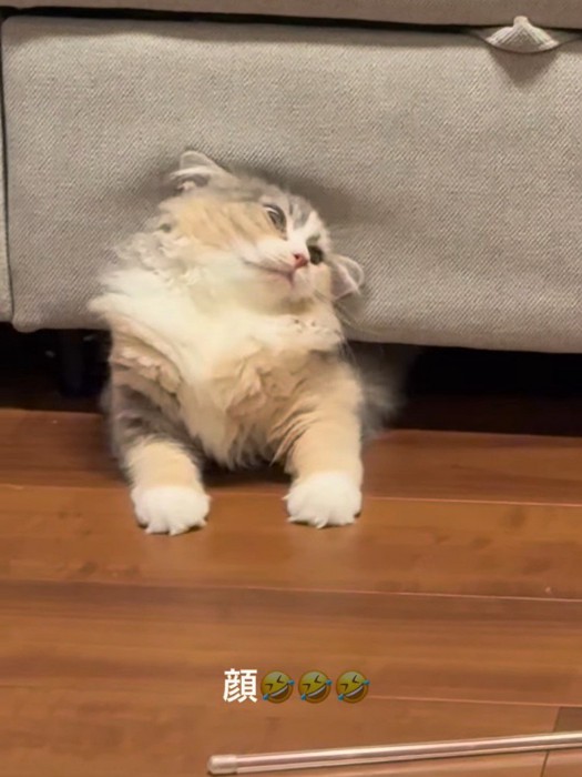 ソファーの下から出てくる猫
