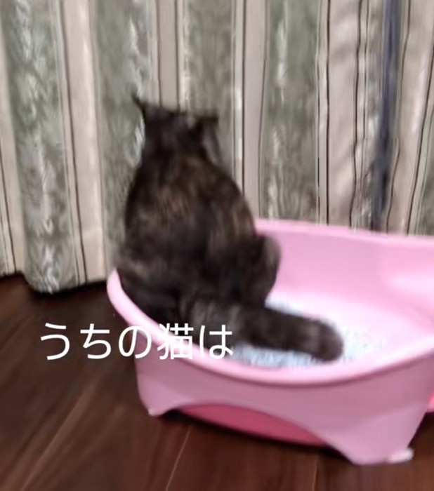 トイレ中の猫の後ろ姿