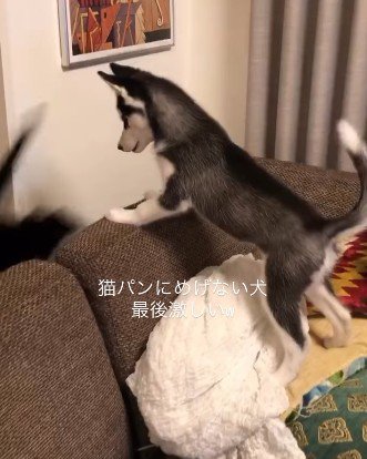 ソファから降りる猫と見送る犬