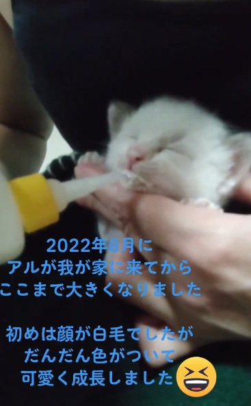 ミルクを与えられている白猫