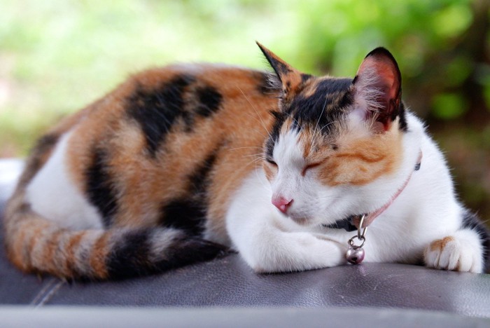 野外でくつろぐ三毛猫