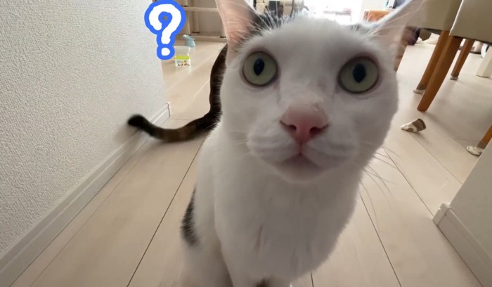 ？のトビキジ猫