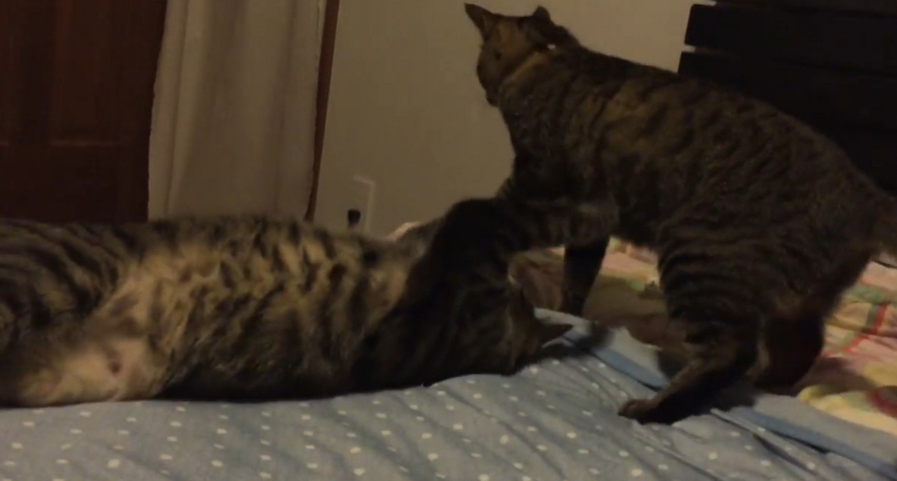 猫に殴りかかっている猫