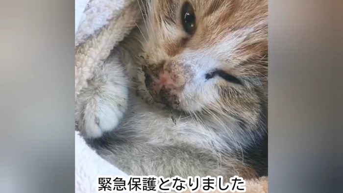 顔が汚れている子猫