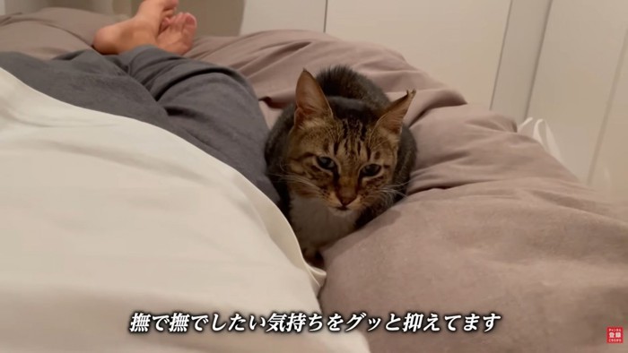 テロップ「なでなでしたい気持ちを～」