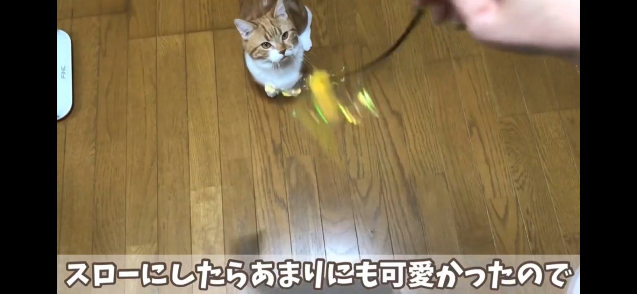 猫じゃらしを狙う猫ちゃん達