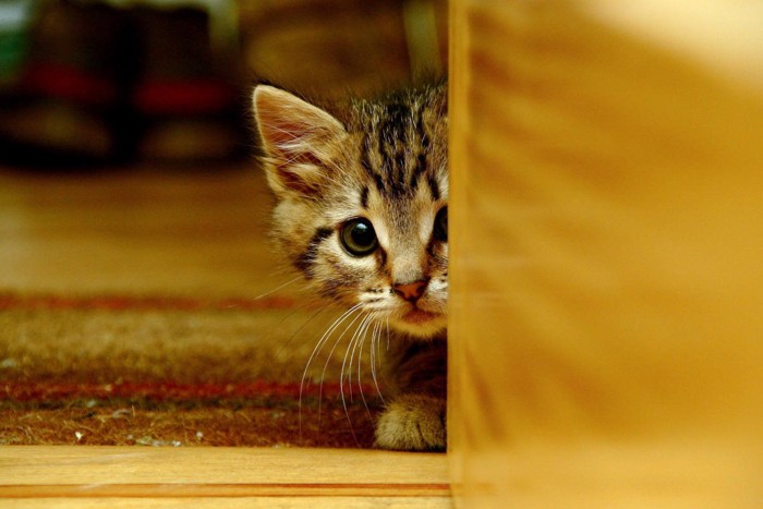 物陰からのぞく子猫