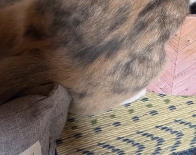 右足で体を支えながら眠る三毛猫