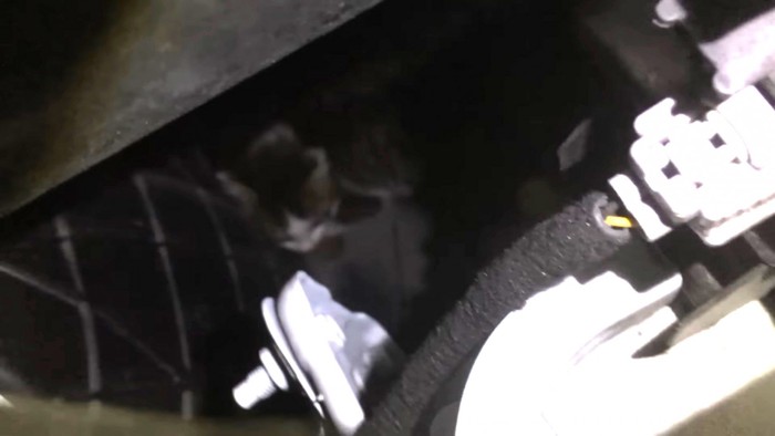 エンジンルームの中にいる子猫