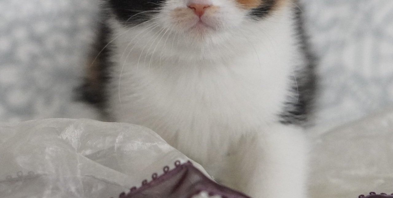 子猫の顔の下半分から前脚まで