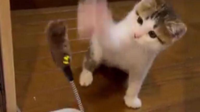 猫じゃらしで遊ぶ子猫