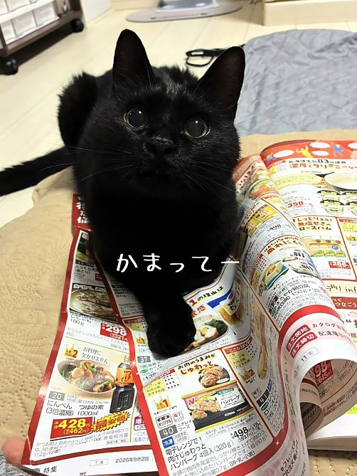 カタログの上で伏せをして飼い主を見上げる猫