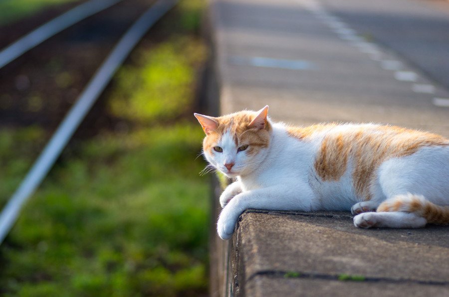 ホームで寝転がる猫