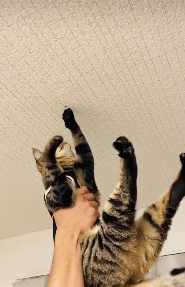 パパ抱っこしてもらい天井の虫を捕るキジトラ猫