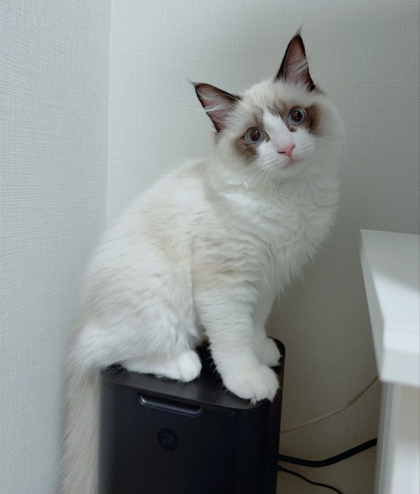 お座りする子猫