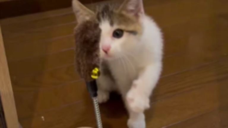 猫じゃらしで遊ぶ子猫