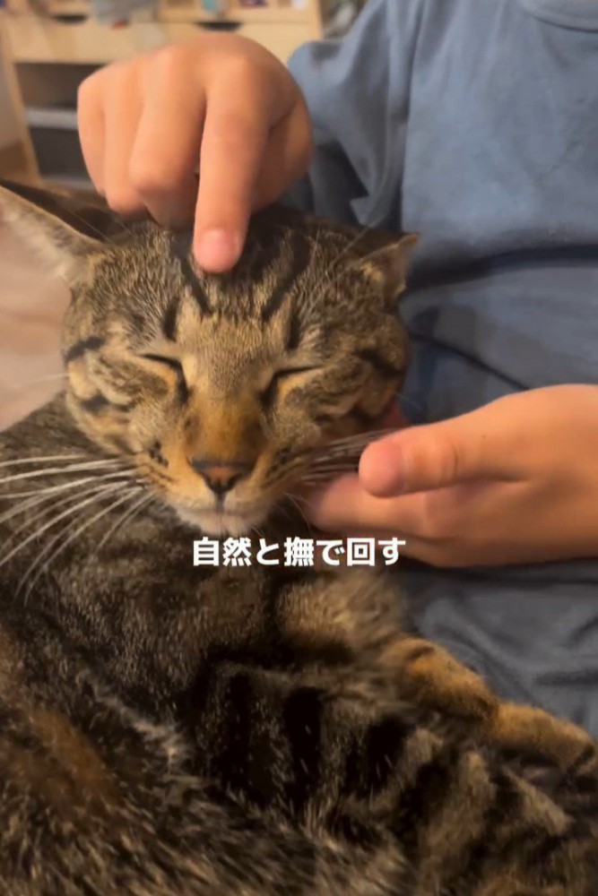 顔をなでられる猫