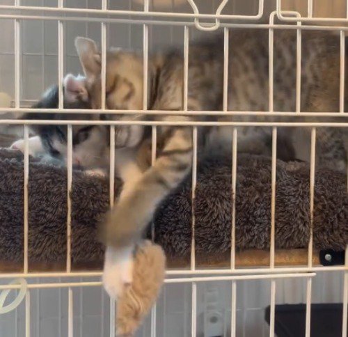 近くにいた子猫の上に折り重なって、猫じゃらしに前足を伸ばす子猫