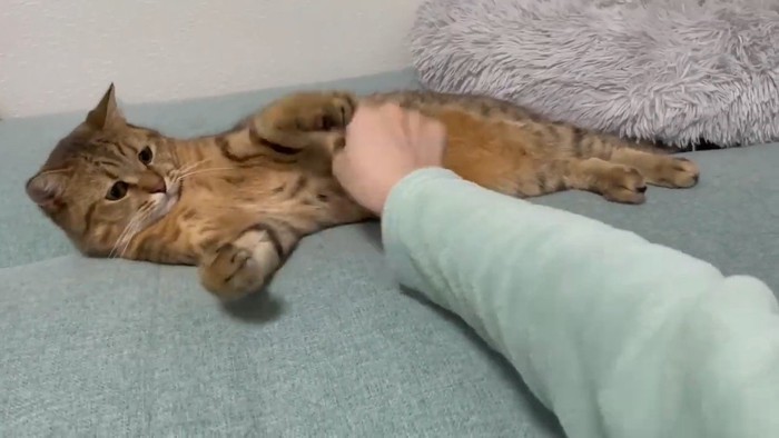 お腹にタッチ