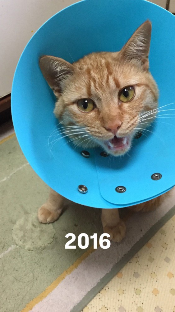 エリザベスカラーをつける猫