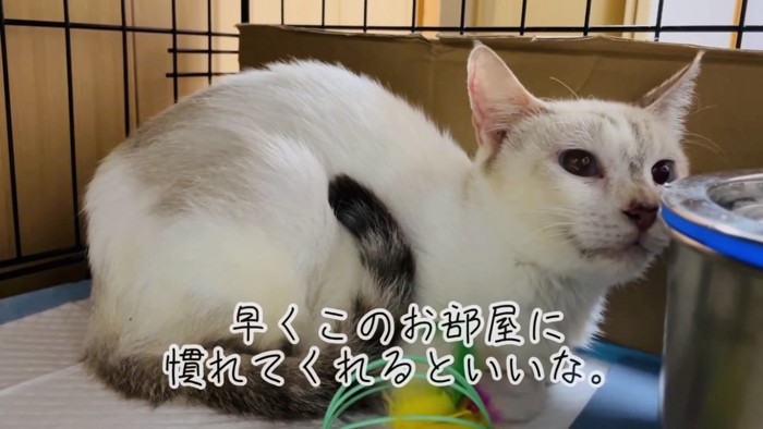 ケージの中で縮こまる猫