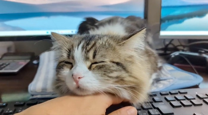 手の上に顎を乗せる猫