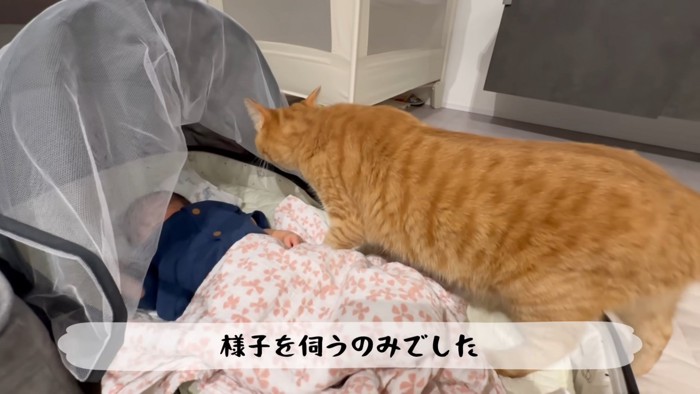 赤ちゃんに近づく猫