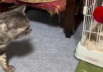 ケージに近づく猫