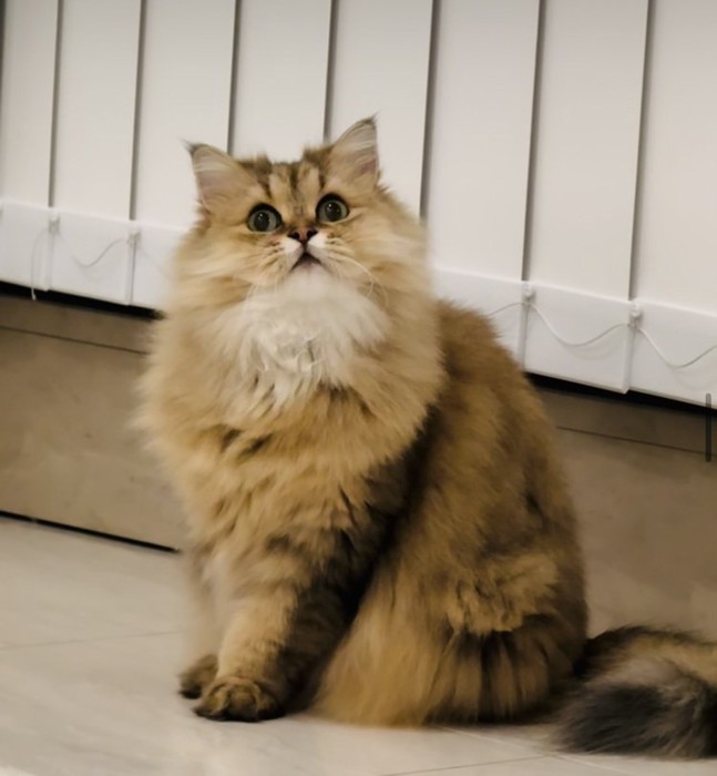 床に座るペルシャ猫