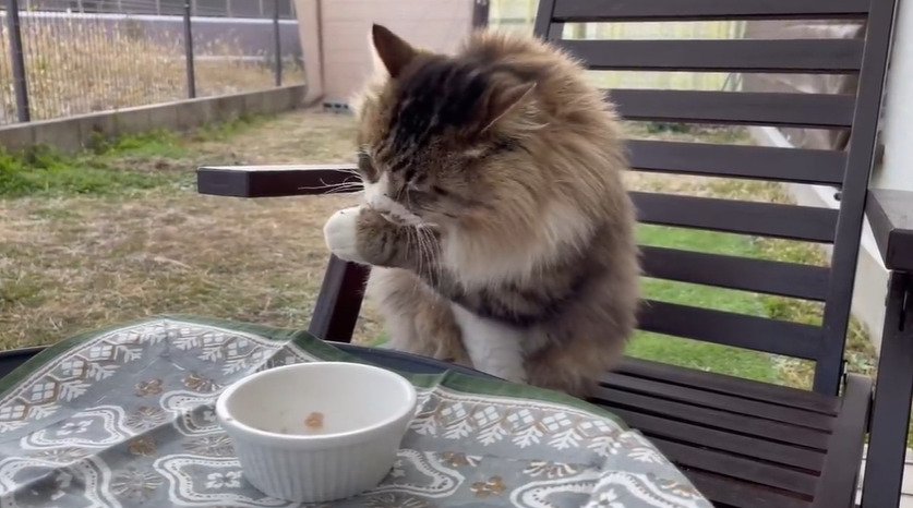 毛づくろいする猫