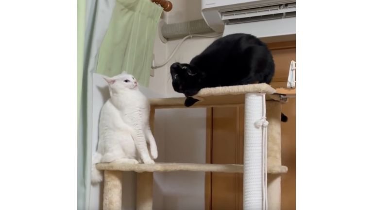 キャットタワーにいる猫たち