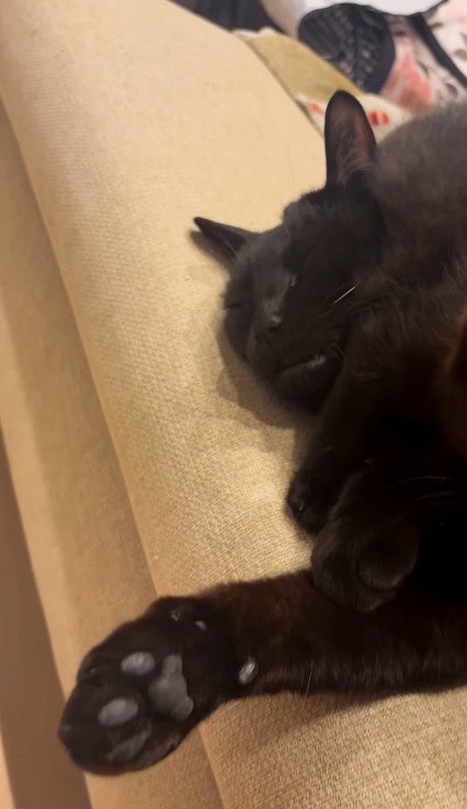 横になる先住猫さんのそばに密着するちこちゃん