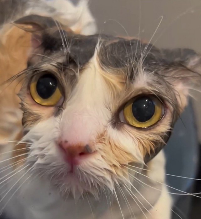 飼い主を見上げる体が濡れた猫