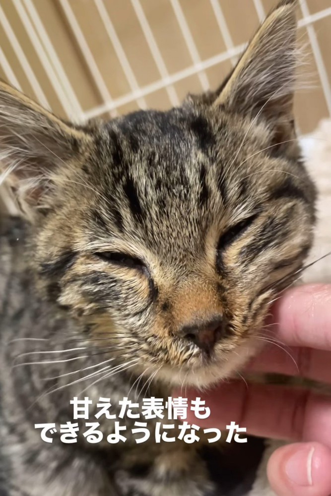 顔をなでられる子猫