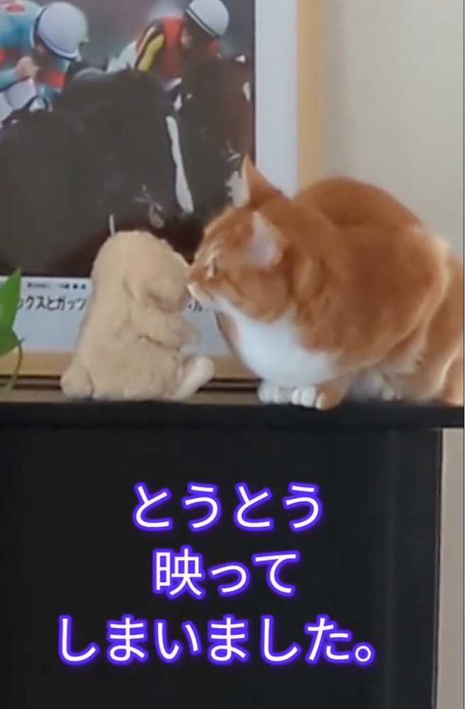 ぬいぐるみに顔を近づける猫