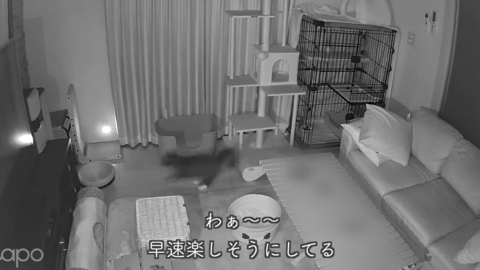 テロップ「わあ~~早速~」