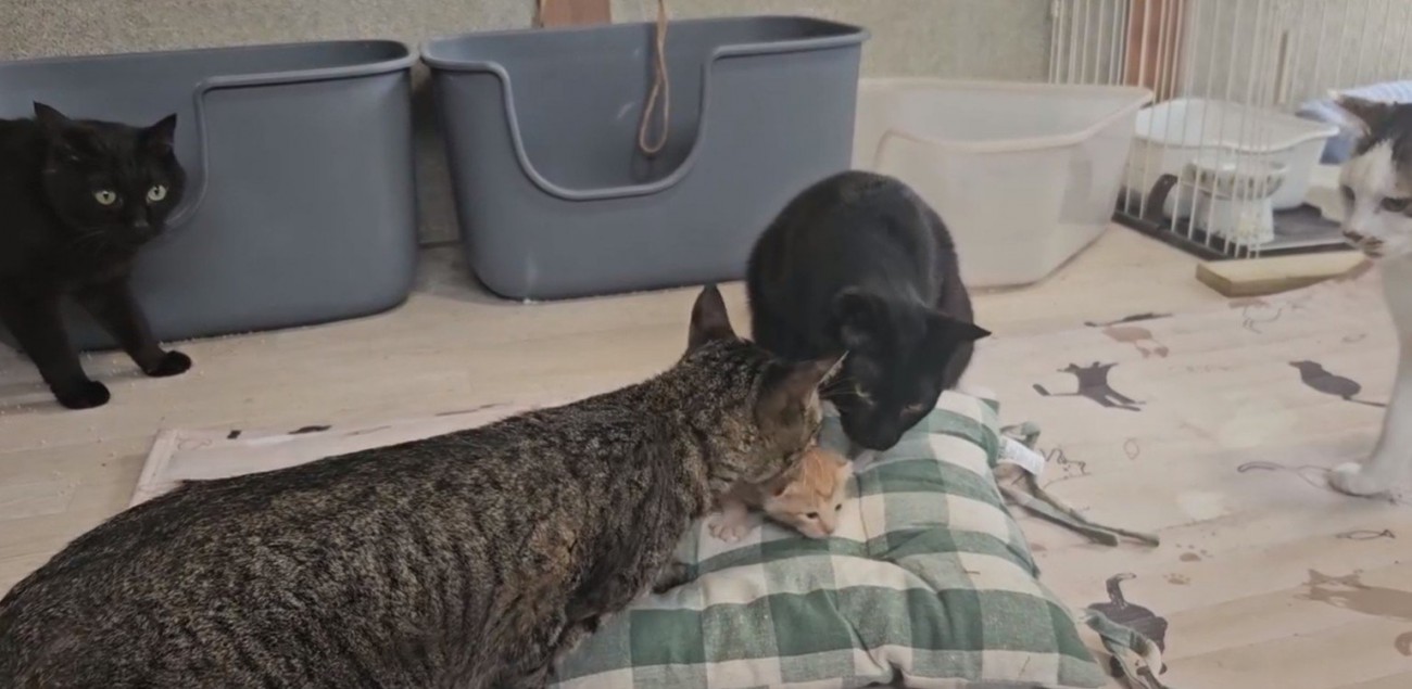 子猫をくわえる猫