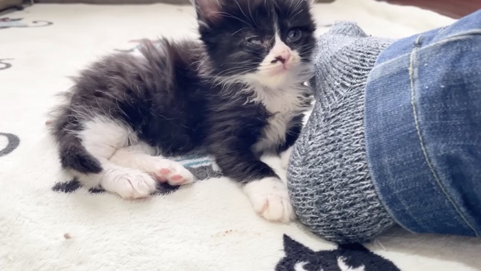 目を覚ます黒い子猫