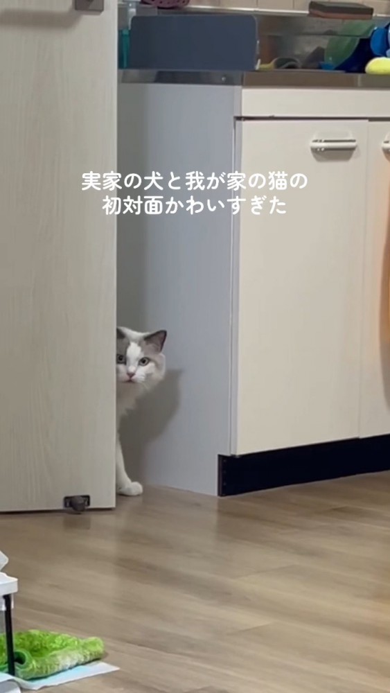 ドアから顔だけ出して犬さんを確認する猫さん