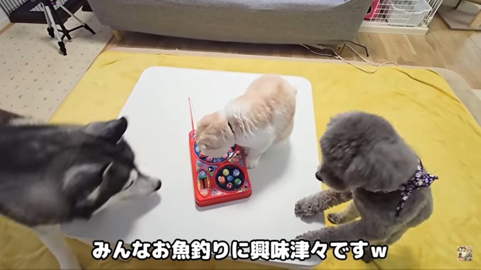 おもちゃに集まる3匹