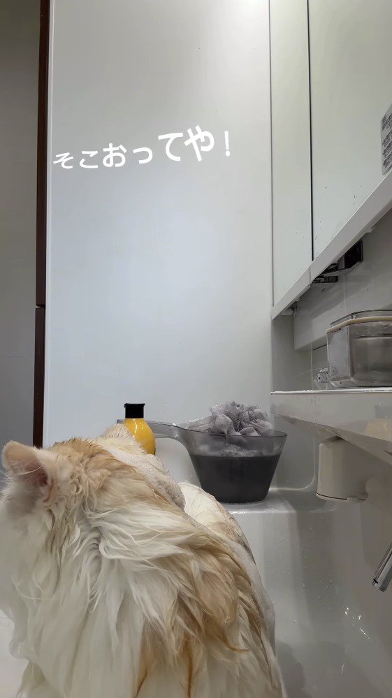 洗面台の前から離れる女性を見つめる猫