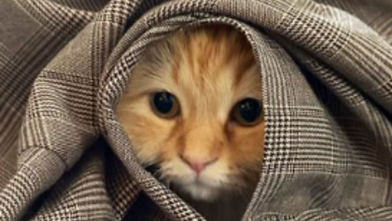 スカートの中にいる猫